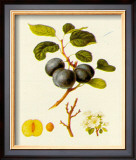 Prunus Domestica Arca Poster