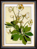 Helleborus Prints by Anna Martin
