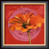 Zinnia Orange sur Pos Rose Posters by Valerie Roy