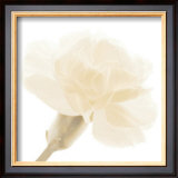 Carnation II Posters by George Fossey
