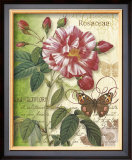 Rose Splendor I Prints by Ching Han