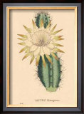 Hexagonus Prints by C. Van Geel