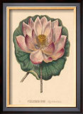 Nelumbium Posters by C. Van Geel