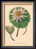 Nymphea Versicolo Prints by C. Van Geel