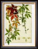 Hedera Prints by M. P. Verneuil