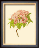 Kalmia Latifolia Posters