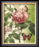 Rose Splendor II Prints by Ching Han