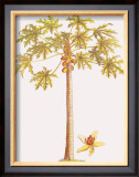 Papaya Tree Framed Giclee Print by Georg Dionysius Ehret