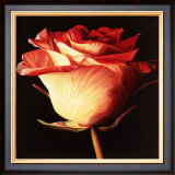 Rose I Posters by Linda Mcvay