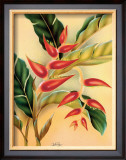 Heliconia Framed Giclee Print by Hale Pua Studio 