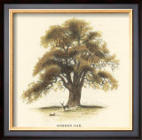 Common Oak Prints by Samuel Williams