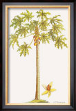 Papaya Tree Posters by Georg Dionysius Ehret
