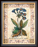 Blue Primrose Print by Walter Robertson