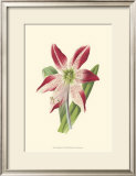 Amaryllis Blooms IV Art by Van Houtteano 
