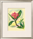 Plumeria Framed Giclee Print by Ted Mundorff