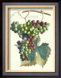 Detail of Grapes II Posters by T. Langley