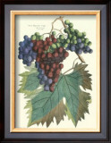 Detail of Grapes I Prints by T. Langley