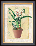 Potted Cymbidium Posters by Walter Robertson