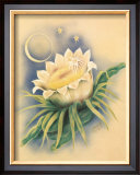 Night Blooming Cereus Posters by Ted Mundorff