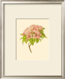 Kalmia Latifolia Print