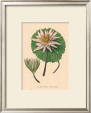 Nymphea Versicolo Prints by C. Van Geel
