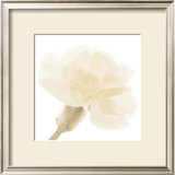 Carnation II Print by George Fossey