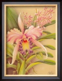 Pink Cattleya Posters by Hale Pua Studio 