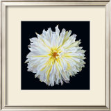 White Dahlia Poster by Linda Mcvay