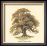Sessile-Fruited Oak Poster by Samuel Williams