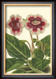 Gloxinia Garden III Posters por Van Houtt