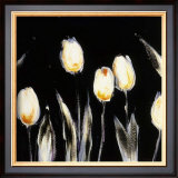Succulent Tulips Prints by Cheryl Roberts