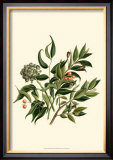 Laurel Branch Poster