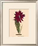 Hybridus Print by C. Van Geel