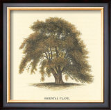 Oriental Plane Prints by Samuel Williams
