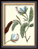 Flower: Heterostemon Print by Poiret 