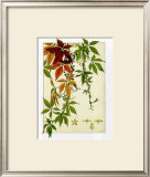 Hedera Prints by M. P. Verneuil