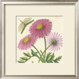Pink Gerber Posters por Louis Van Houtte Pink Gerber Posters por Louis Van Houtte