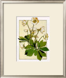 Helleborus Prints by Anna Martin