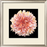 Orange Dahlia Poster by Linda Mcvay