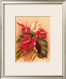 Red and White Anthuriums Framed Giclee Print by Frank Oda