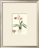 Amaryllis Reticulata Posters by Pernotin 