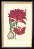 Amaryllis Blooms II Poster by Van Houtteano 
