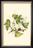 Clematis Branch Poster