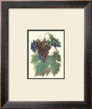 Detail of Grapes I Prints by T. Langley