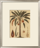 Datenut Palm Art by Rebecca 