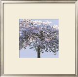 Spring Blossom I Prints by Rosie Mclean