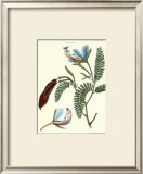 Flower: Heterostemon Posters by Poiret 