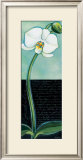 White Orchid Posters by Chantal Godbout