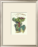 Detail of Grapes II Poster by T. Langley