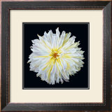White Dahlia Posters by Linda Mcvay